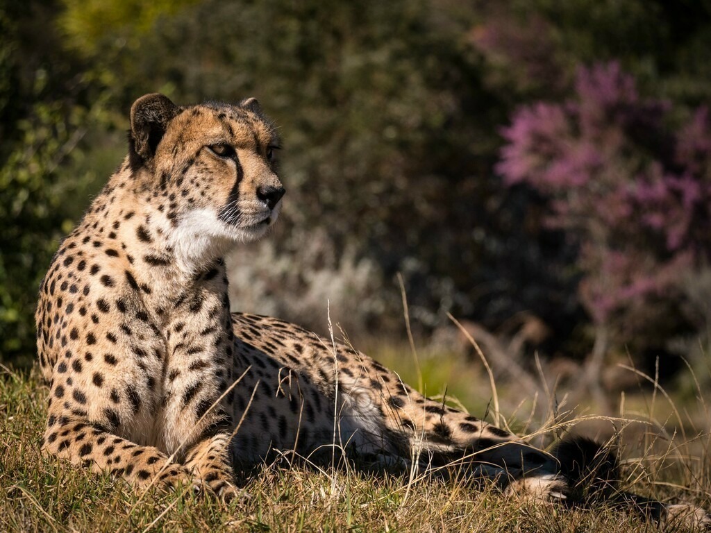 Gepard in Süd-Afrika  | Ein Gepard entpannt in der Sonne, der die Gegend beobachtet, Süd-Afrika - Realisiert mit Pictrs.com