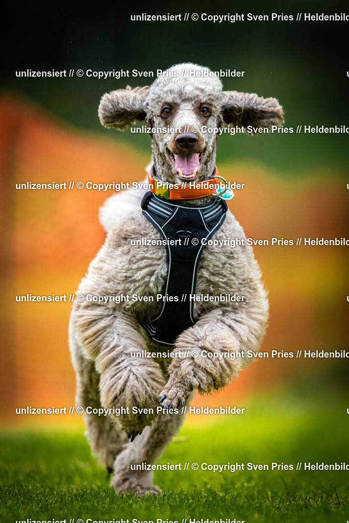 Sven Pries | 2025-09-21 - Hunderennen Baden-Oos - Realisiert mit Pictrs.com