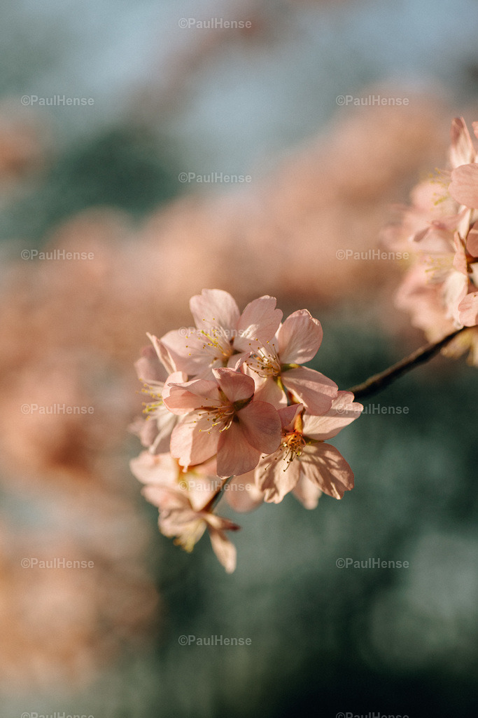 20220324_PaulHense_S0014_DSC03462 | paulhense - Realisiert mit Pictrs.com