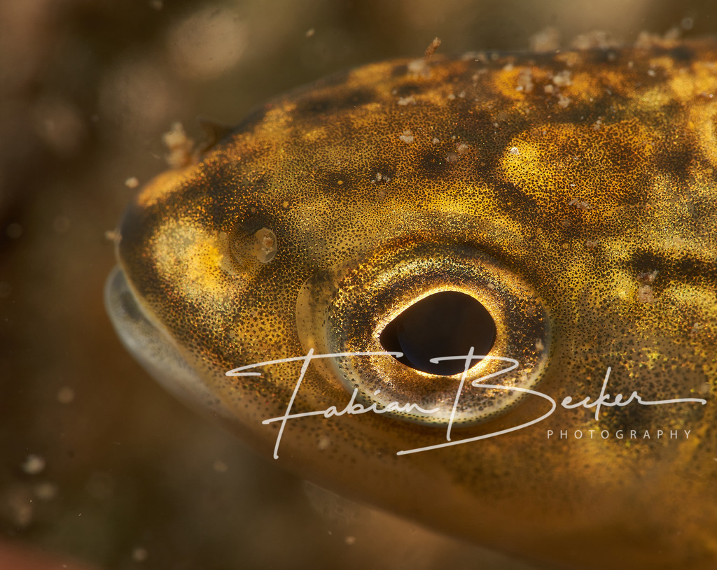 Goldener Tropfen | Einzigartige Wandbilder von faszinierenden Unterwasserwelten. Exklusive Kunst für Empfangsbereiche, Wohnraum oder Wartezimmer. - Realisiert mit Pictrs.com