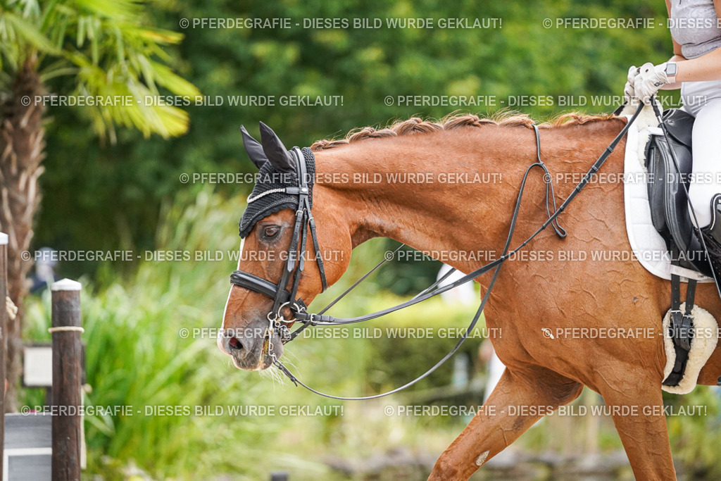 DSC08673 | Pferdegrafie