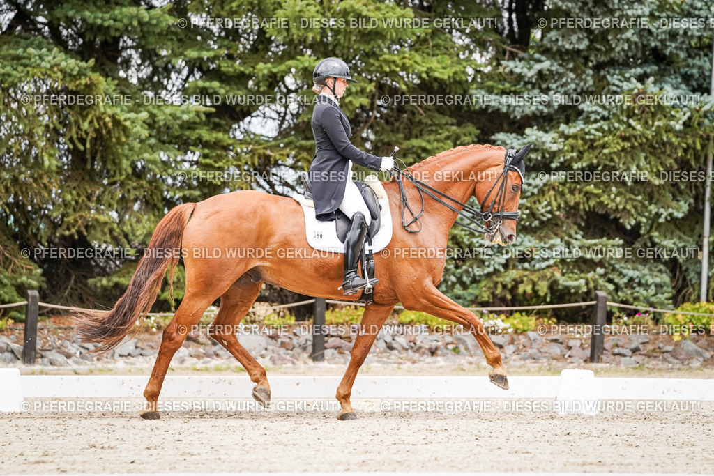 DSC05107 | Pferdegrafie