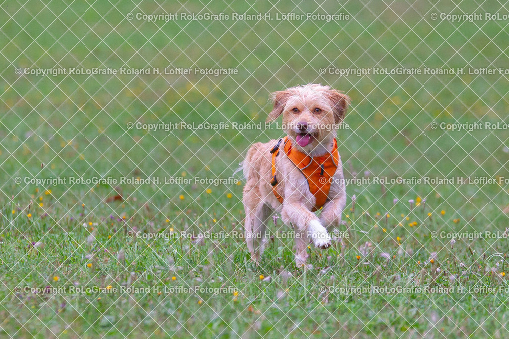 Hund_08 | Mischlingshund springt voller Freude über eine Wiese. - Realisiert mit Pictrs.com