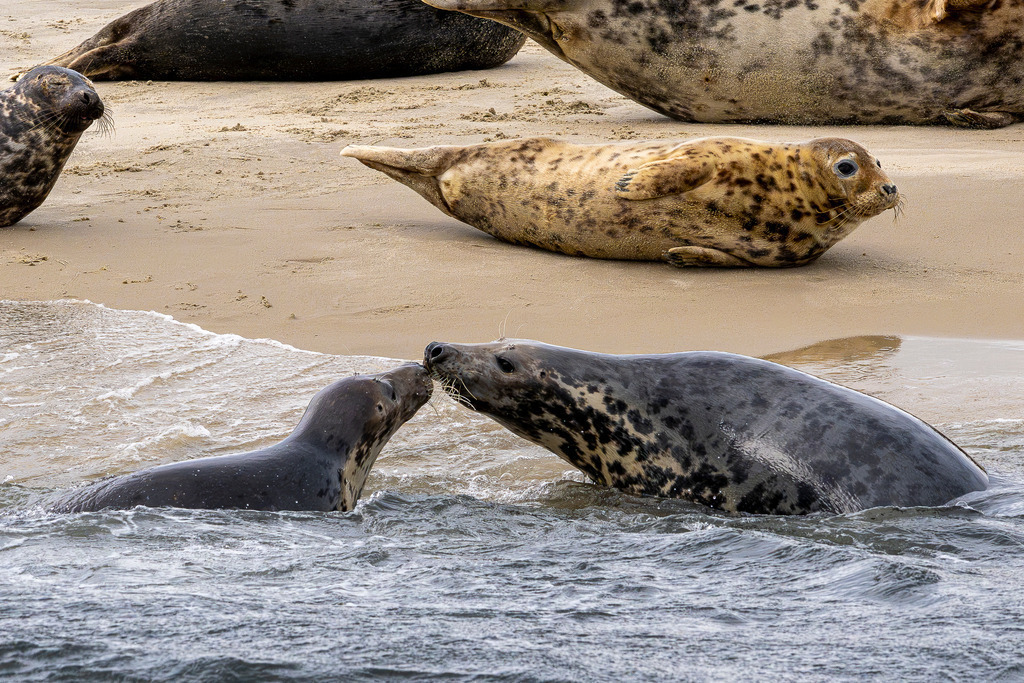 Sozialkontakt unter Kegelrobben auf Texel: Berührung am Spülsaum einer Sandbank im Wattenmeer | Zwei Kegelrobben berühren sich sanft mit den Schnauzen an der Wasserkante einer Sandbank vor Texel. Im Hintergrund ruhen weitere Seehunde und Kegelrobben auf dem hellem Sandstrand, während im Vordergrund weitere Tiere im Nordseewasser schwimmen. Das Motiv fängt das feinfühlige Sozial- und Begrüßungsverhalten der Meeressäuger im Nationalpark Wattenmeer ein. Ideal geeignet für redaktionelle Berichte über Tierverhalten, Artenschutz, Heimische Fauna und Nordseetourismus. - Realisiert mit Pictrs.com