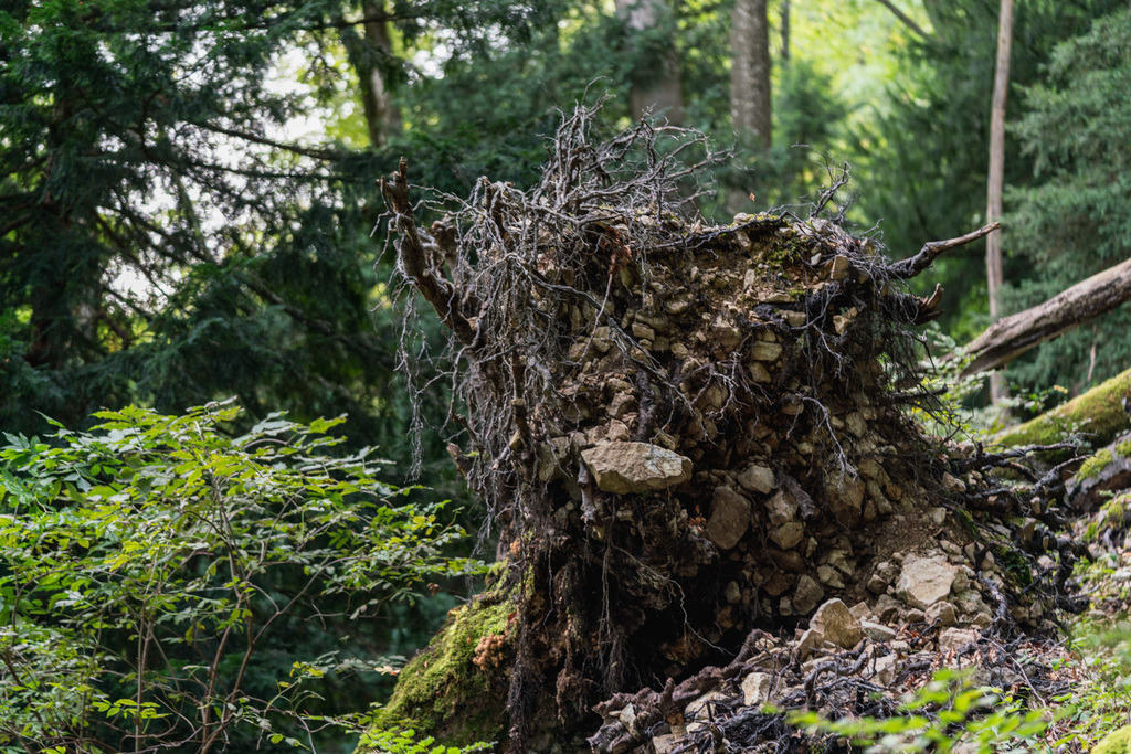 ZD250916101637 | Fotoshop von zweidimensional Fotografie. Ihr Fotograf im Aargau. Abzüge von Ihrem Fotobox Event bestellen.Abzüge von Ihrem Hochzeit bestellen.Abzüge von Ihrem Schulfotograf bestellen.