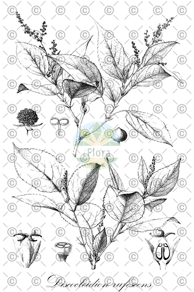 HistAbb_wfo-0000652120_1_ENZY_Simple | Historische Abbildung von Discocleidion rufescens - Euphorbiaceae | Historical Illustration of Discocleidion rufescens - Euphorbiaceae