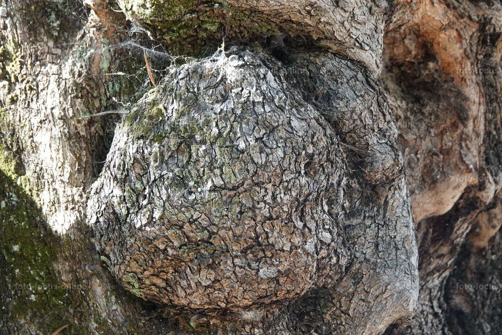 Stories of the Ancient Olive Trees | Ancient Olive Trees