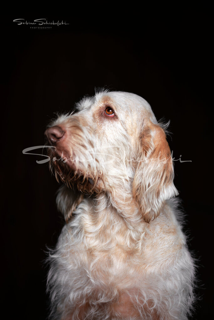 Cara_24-03-232024_03_23_DSCF0266_2 | People- und Tierfotografie, Imageaufnahmen, Veranstaltungsfotografie und Wandbilder aus der Natur ★ Made in Germany ✔️ Druck + Downloads ✔️ Naturfotografie in Top Qualität ★ schneller Versand, weltweite Lieferung! - Realisiert mit Pictrs.com