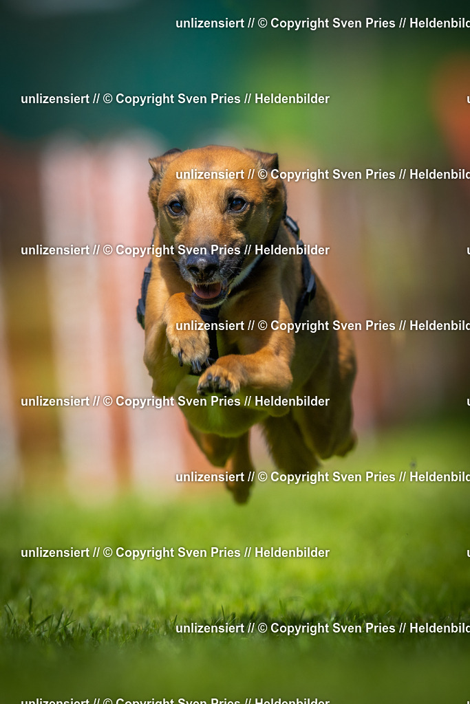 Hunderennen_April_2026_424 | 2026-04-26 - Hunderennen Baden-Oos April 2026 - Realisiert mit Pictrs.com