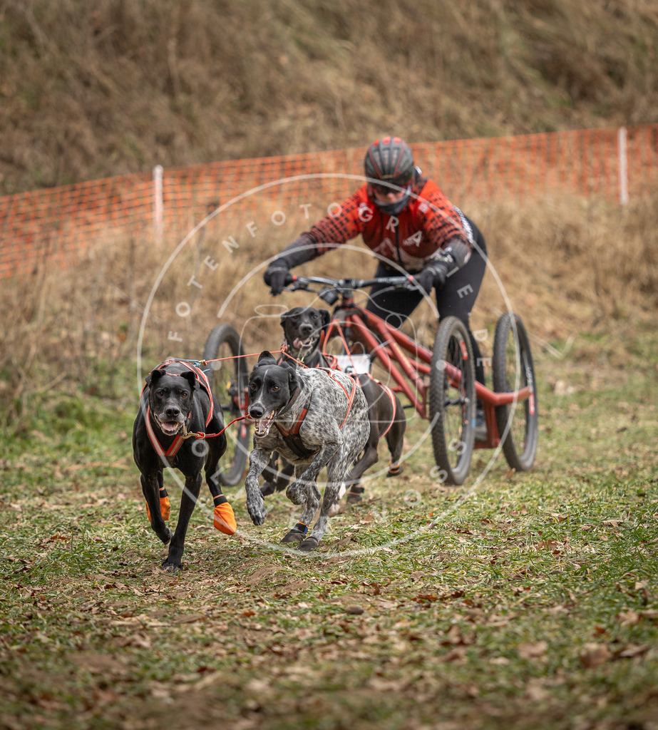 Pfotenfotografie_DV3A7955 | Hundefotografie, Tierfotograf, Pfotenfotografie, Fotoshooting Hund, Hunde Portrait, Hundesport, Hundeportraits, Heideshooting, Hunde, Sportfotograf, Hundefotograf, Turnierhundsport, THS,  - Realisiert mit Pictrs.com