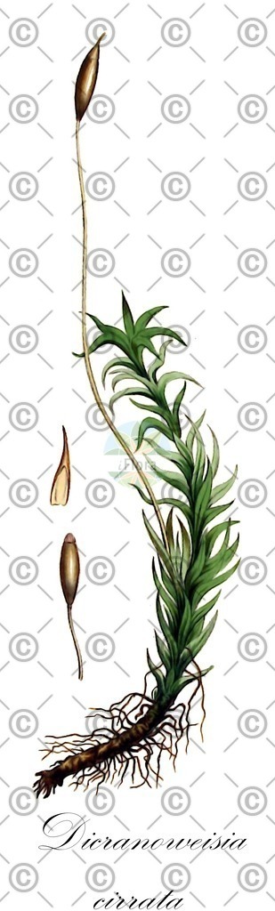 HistAbb_wfo-0001169362_1_ENZY_Simple | Historische Abbildung von Dicranoweisia cirrata - Rhabdoweisiaceae | Historical Illustration of Dicranoweisia cirrata - Rhabdoweisiaceae