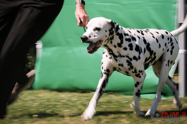 CACIB Aarau | CACIB Aarau, Swiss Dog Show  29062025 Foto: Leo Wyden