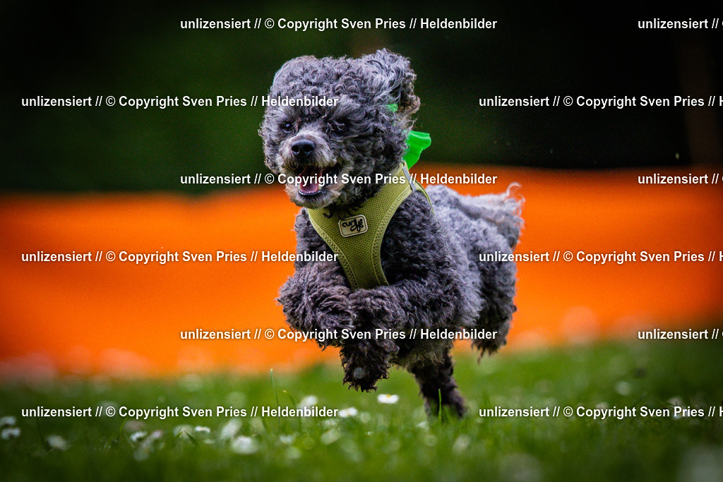 Sven Pries | 2025-05-29 - Pudelrennen KA-Durlach - Realisiert mit Pictrs.com