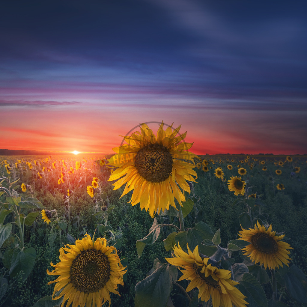 Sunset-Sunflower-04 | Exklusive Hamburg collagen, tolle Segelbilder und viele weitere tolle Motive auf Leinwand, Poster, Alu-Dibond, u.v.m. findet Ihr bei uns auf hamburgbild.de. Findet Euer Wandbild für Euer Zuhause, Büro oder die  Praxis…. - Realisiert mit Pictrs.com
