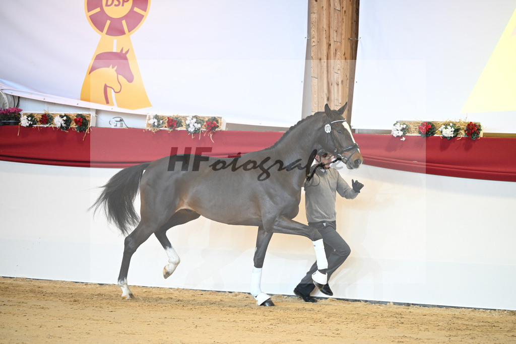 Kat-Nr. 70 Si Senor M_Saechsische Gestuetsverwaltung_1231402 | hf-fotografie - Realisiert mit Pictrs.com