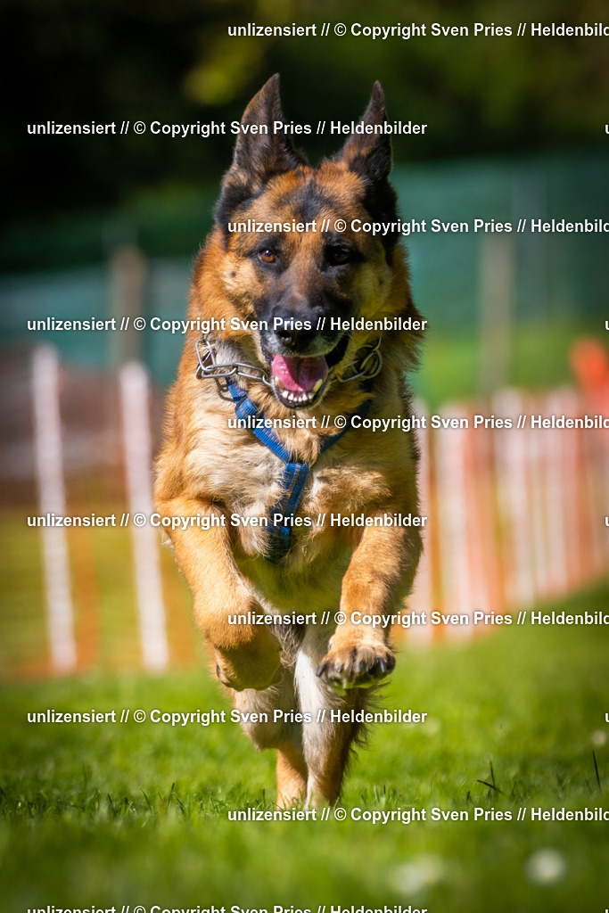 Hunderennen_April_2026_936 | 2026-04-26 - Hunderennen Baden-Oos April 2026 - Realisiert mit Pictrs.com
