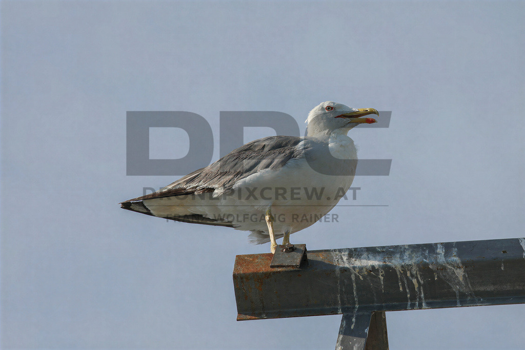 Yellow-legged Gull (Larus michahellis) | Yellow-legged Gull (Larus michahellis), a large gull species commonly found along Mediterranean coasts, rocky shorelines, harbours and coastal areas. - Realisiert mit Pictrs.com