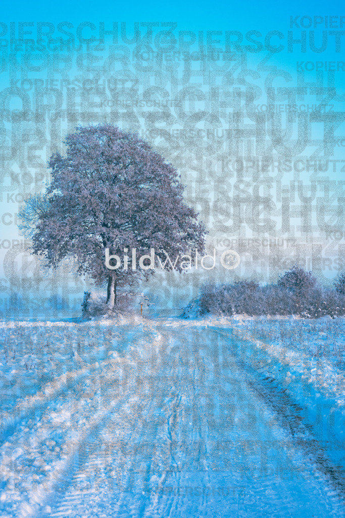 _DSC5392 | BILDWALD - eine Auswahl an Bildern von Thomas Perrotton zum bestellen und genießen. Alle Bilder von Thomas Perrotton - Alle Bilder mit einer SONY Kamera gemacht - SONY TAMRON SIGMA PHOTOSHOP LIGHTROOM BILDWALD Online kaufen Bilderwald Wandbilder - Realisiert mit Pictrs.com