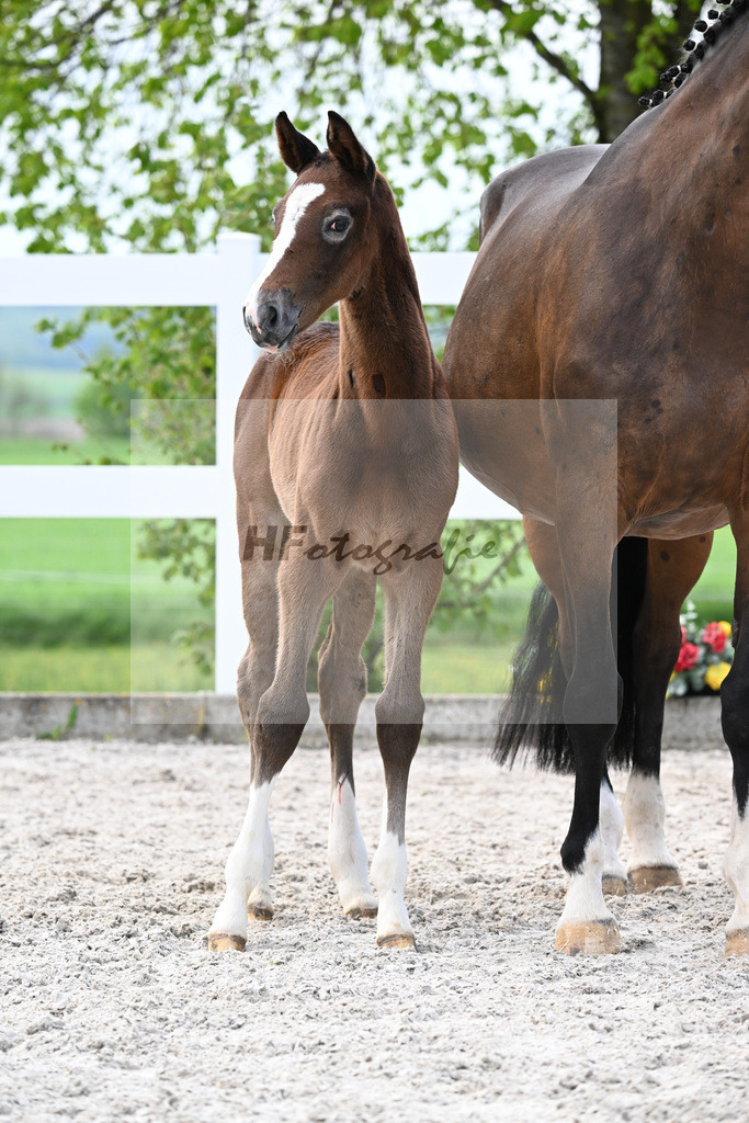 Kat-Nr. 26 SF Mylord Carthargo x Padinus_Schuster_23260393 | hf-fotografie - Realisiert mit Pictrs.com