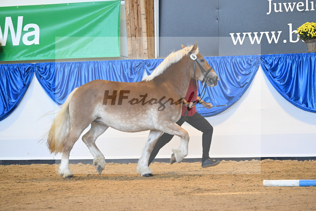 Kat-Nr. 6 Carina vom Utspann_Familie zum Berge_53220934 | hf-fotografie - Realizzato con Pictrs.com