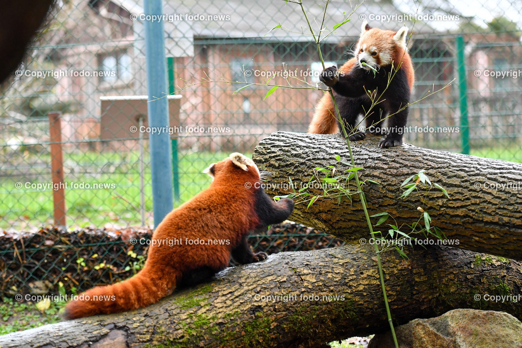 Zoo Linz_ 22.11.2022-54 | 22.11.2022, Zoo Linz, AUT, Schafe, Ziegen, roter Panda, im Bild roter Panda