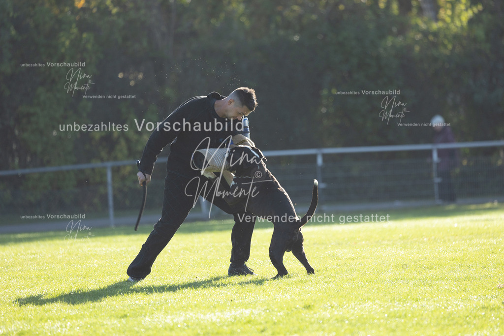 _16A6303 | Einzigartige Fotos von Hunden & Menschen –Actionfotos, Portraits, Vereinsaufnahmen & Paarshootings – authentisch, lebendig & mit Herz.