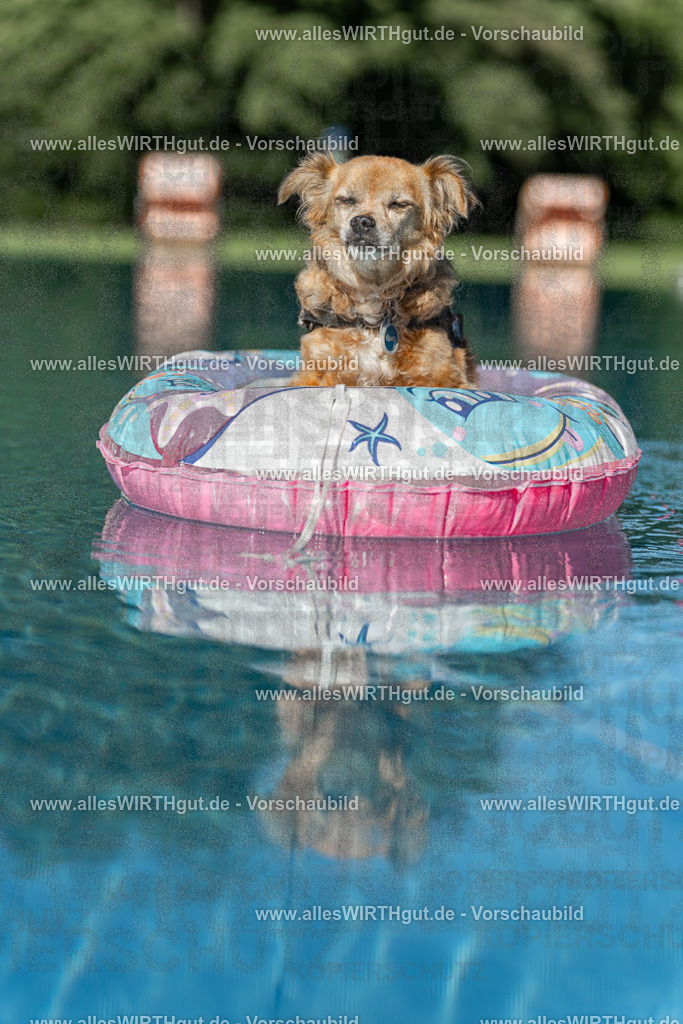 Hundeschwimmen_Volksbad_2026-allesWIRTHgut_Tierfotografie-2609061048-095843-7R509224 | Professionelle Tierfotografie in Mönchengladbach von Daniel Wirth (allesWIRTHgut). Liebevolle & natürliche Bilder von Hunden & Katzen für unvergessliche Erinnerungen.