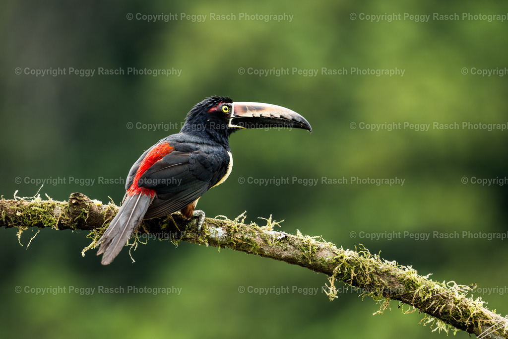 Costa Rica verschiedenes (5) | PeggyRaschPhotography - Realisiert mit Pictrs.com