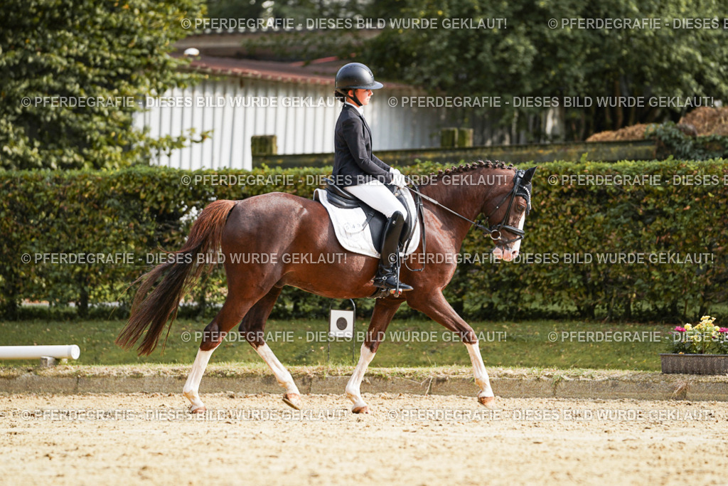 DSC05170 | Pferdegrafie