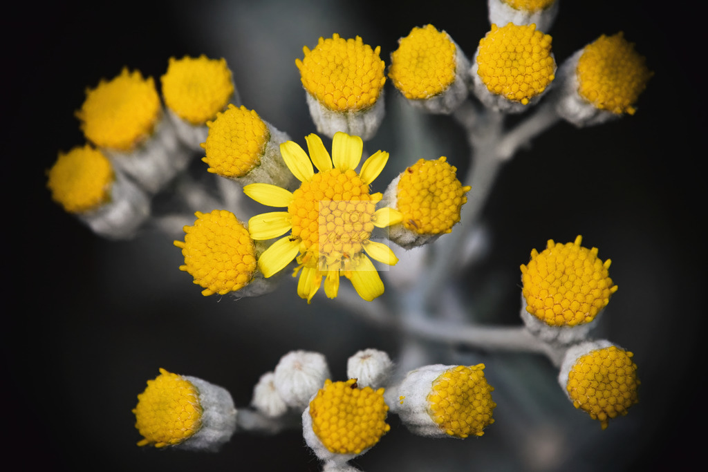 Makro - floral (73) | Buche Fotoshootings und entdecke hochwertige Fotoprodukte bei Mathias Ku Photos. Personalisiert, kreativ & mit Liebe zum Detail. Jetzt informieren! - Realisiert mit Pictrs.com