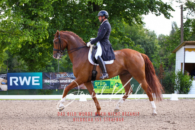 DKP41309 | Deine Turnierfotos vom Reitturnier online kaufen: Dressur, Springen & Siegerehrung. Professionelle Pferdefotografie aus dem Rheinland – als Download & Print.Alternative: Turnierfotograf für den Pferdesport: Finde deine Fotos von Dressur- und Springturnier