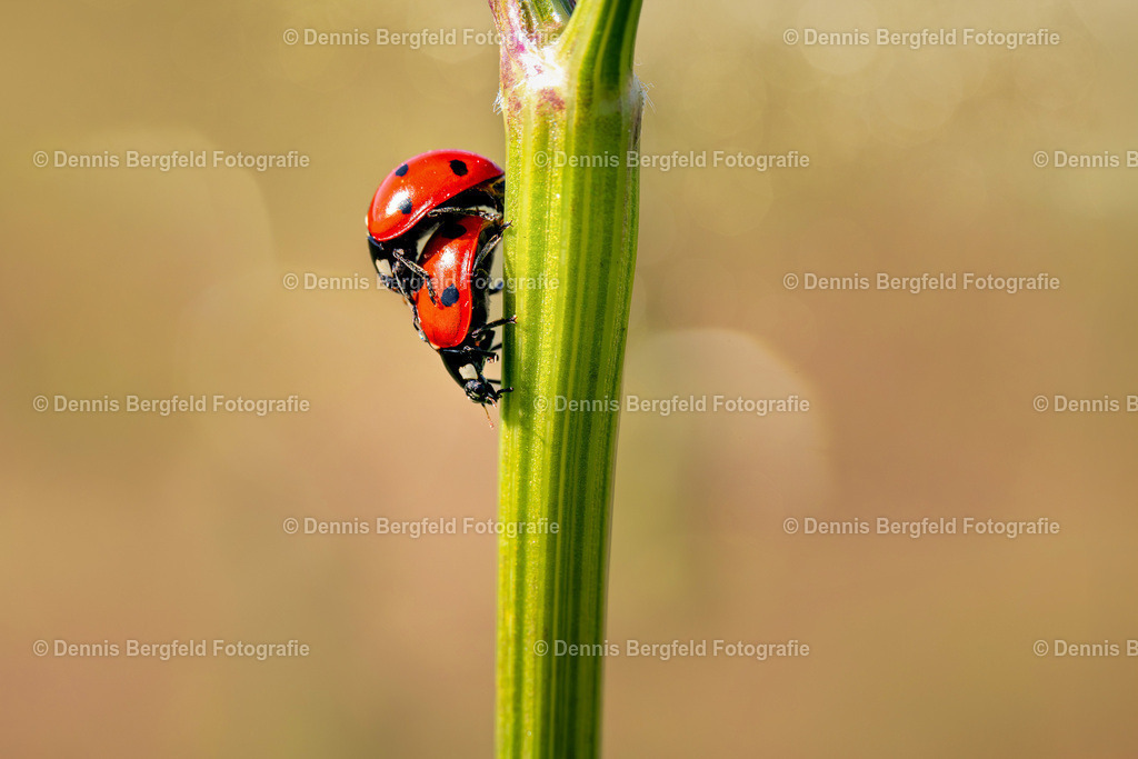 Marienkäfer 11 | Entdecken Sie Natur, Makro und Tierfotografie von Dennis Bergfeld.Besondere Momente und Details der Natur, hochwertig als Foto und Wandbild erhältlich. - Realisiert mit Pictrs.com