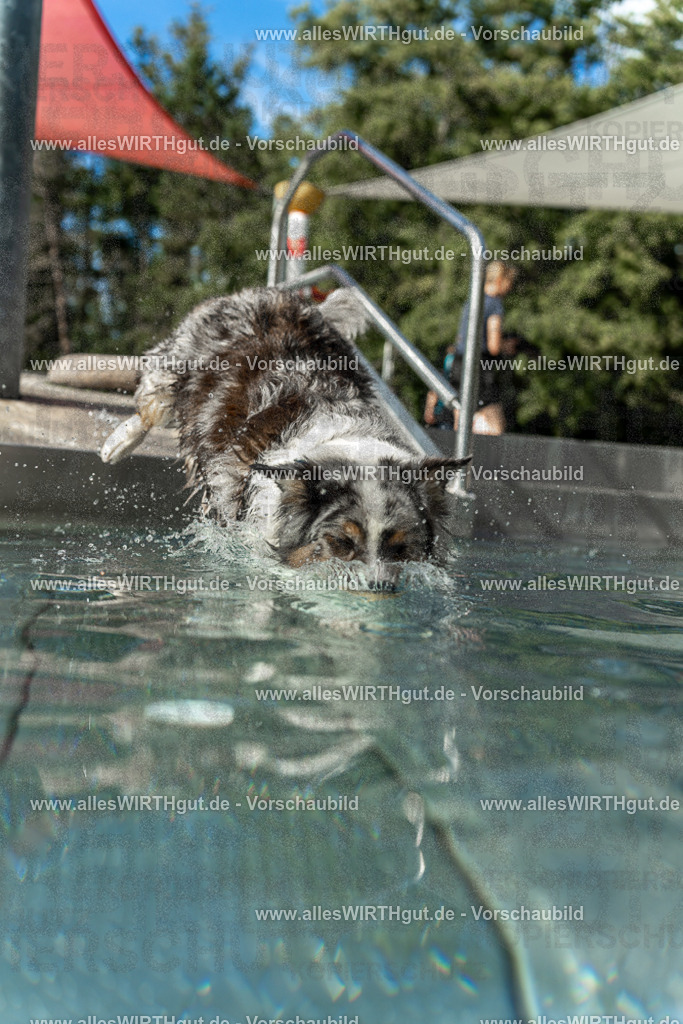 Hundeschwimmen_Volksbad_2026-allesWIRTHgut_Tierfotografie-2609061535-7R501659 | Professionelle Tierfotografie in Mönchengladbach von Daniel Wirth (allesWIRTHgut). Liebevolle & natürliche Bilder von Hunden & Katzen für unvergessliche Erinnerungen.