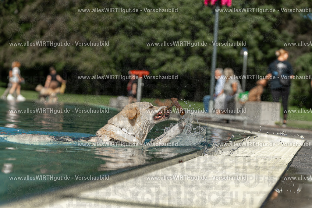Hundeschwimmen_Volksbad_2026-allesWIRTHgut_Tierfotografie-2609061546-7R501834 | Professionelle Tierfotografie in Mönchengladbach von Daniel Wirth (allesWIRTHgut). Liebevolle & natürliche Bilder von Hunden & Katzen für unvergessliche Erinnerungen.