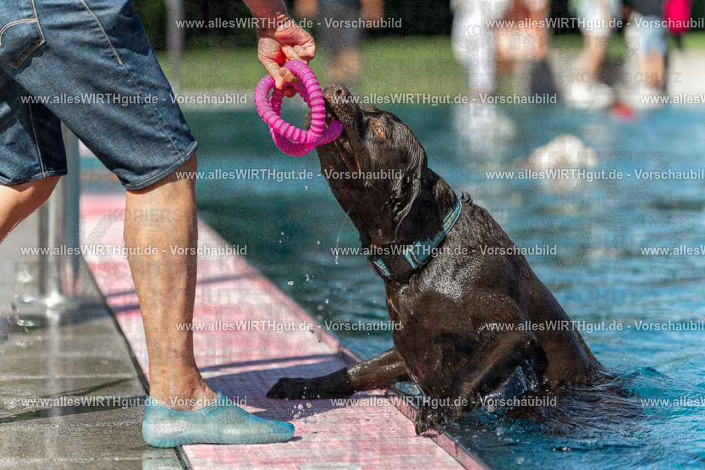Hundeschwimmen_Volksbad_2026-allesWIRTHgut_Tierfotografie-2609061157-110719-7R500010 | Professionelle Tierfotografie in Mönchengladbach von Daniel Wirth (allesWIRTHgut). Liebevolle & natürliche Bilder von Hunden & Katzen für unvergessliche Erinnerungen.
