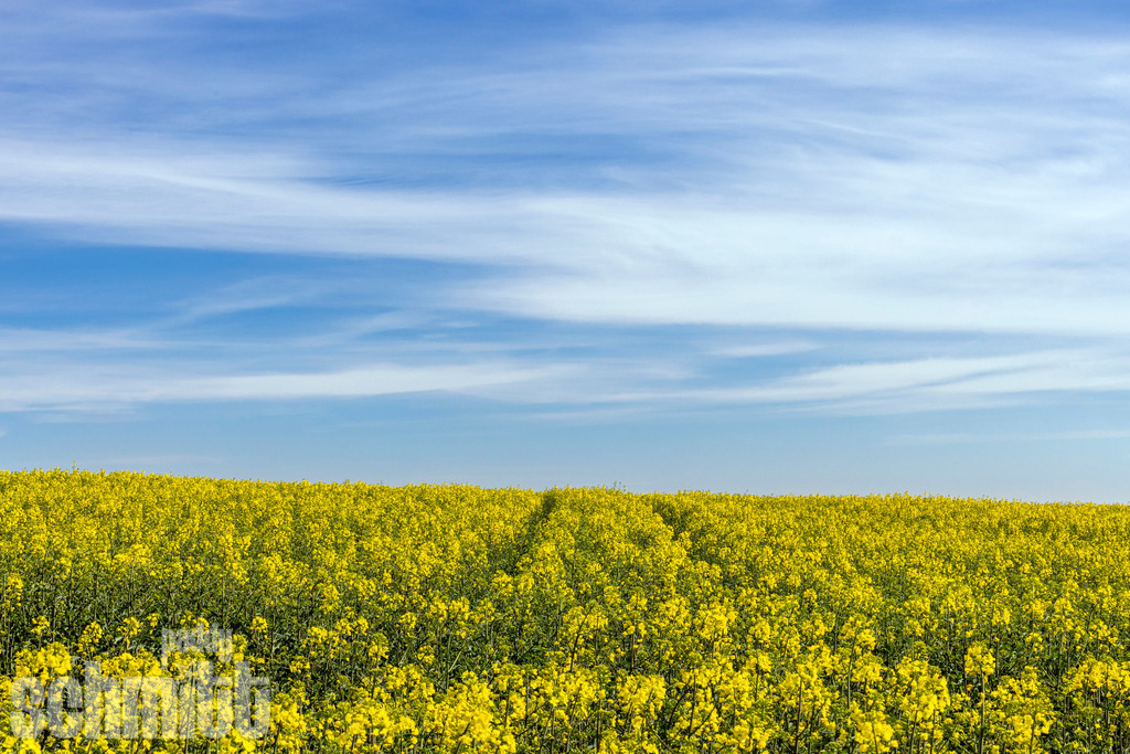 PS-Natur-2026-166 | Entdecke die größte Bildgalerie der Region mit Fotografien aus dem Allgäu, der Bodenseeregion, Oberschwaben, dem Donautal und der Schwäbischen Alb. Landschaften, Luftaufnahmen und Reisefotografie als Wandbild und Fotokunst. - Realisiert mit Pictrs.com