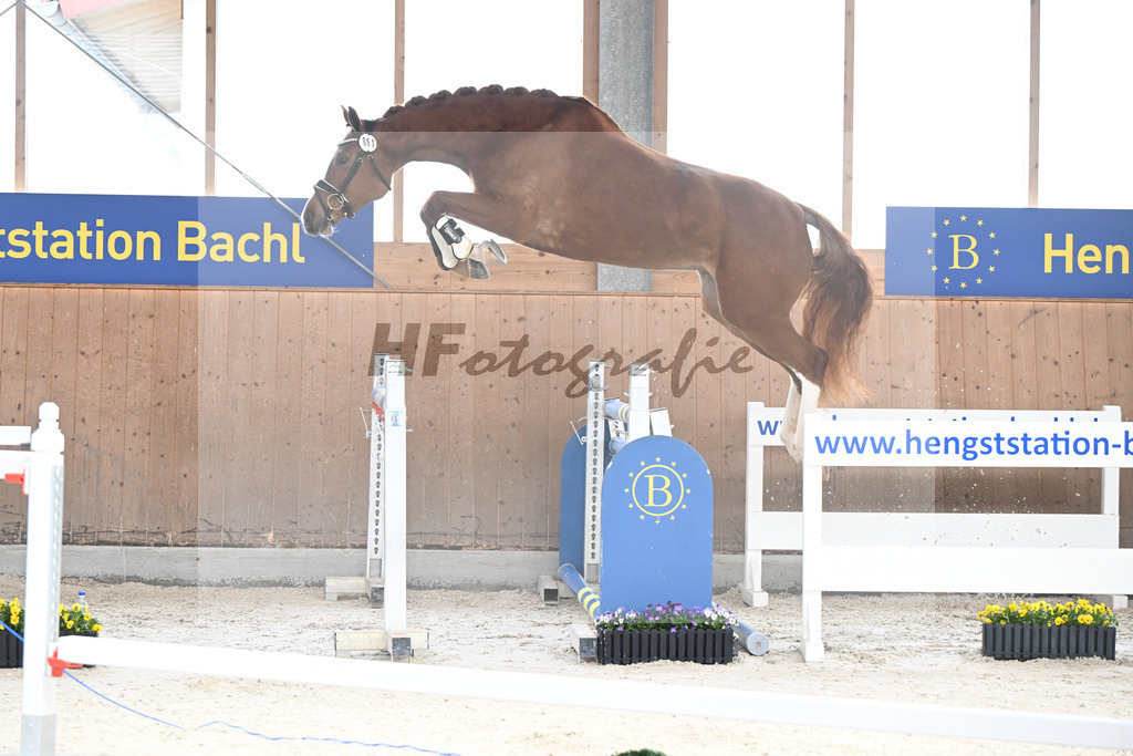 Kat-Nr. 51 nn v. Picobello vant Roosakker_Schindele_5250483 | hf-fotografie - Realisiert mit Pictrs.com