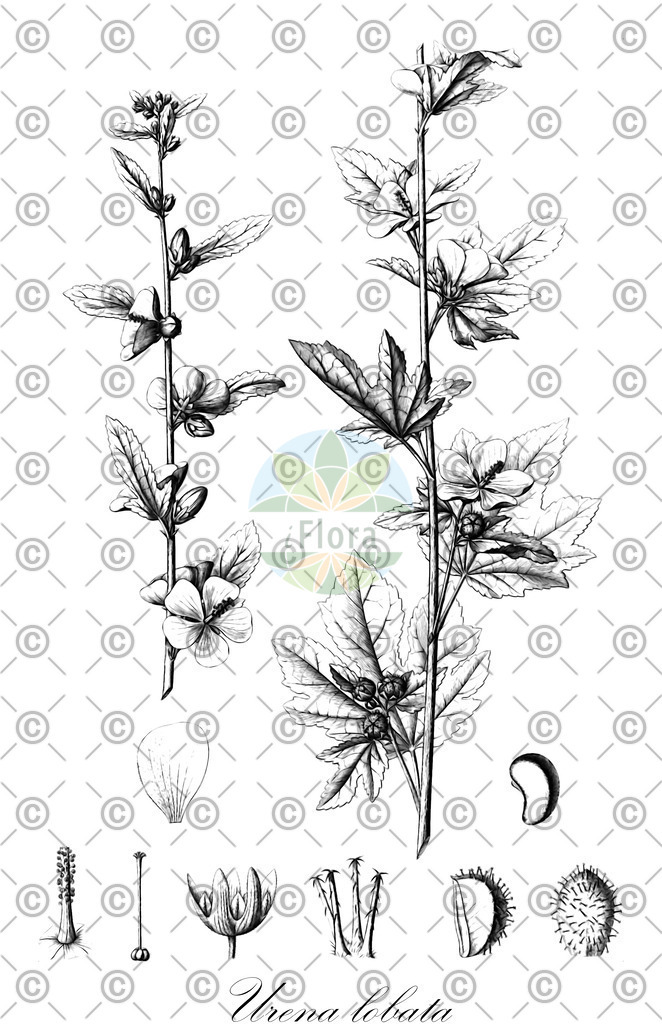 HistAbb_wfo-0000123424_1_ENZY_Simple | Historische Abbildung von Urena lobata - Malvaceae | Historical Illustration of Urena lobata - Malvaceae (bur-mallow;caesarweed;common urena)