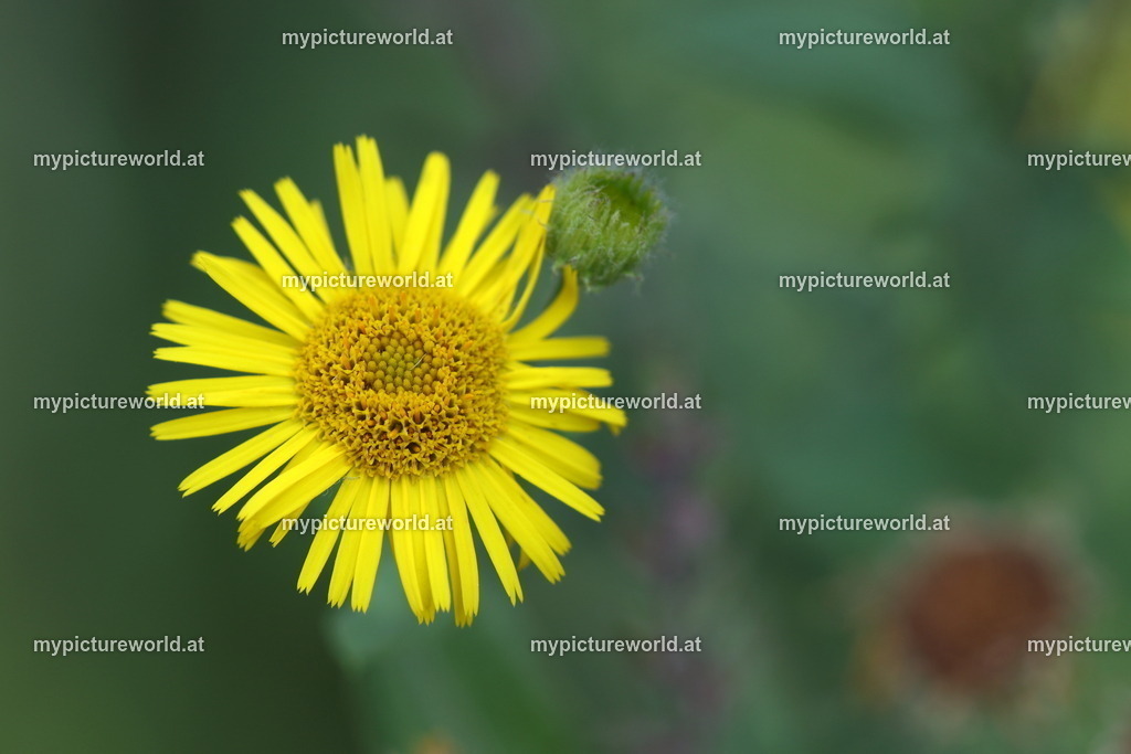 Großes Flohkraut-001 | Das Bilderarchiv über Tiere, Planzen und Landschaften. In der Bilddatenbank finden Sie ein große Auswahl an hochwertigen Bilder für Ihre Werbung - Realisiert mit Pictrs.com