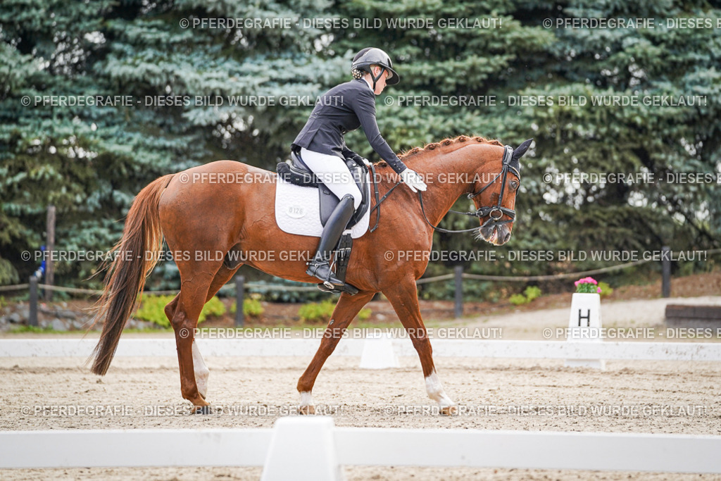 DSC01311 | Pferdegrafie