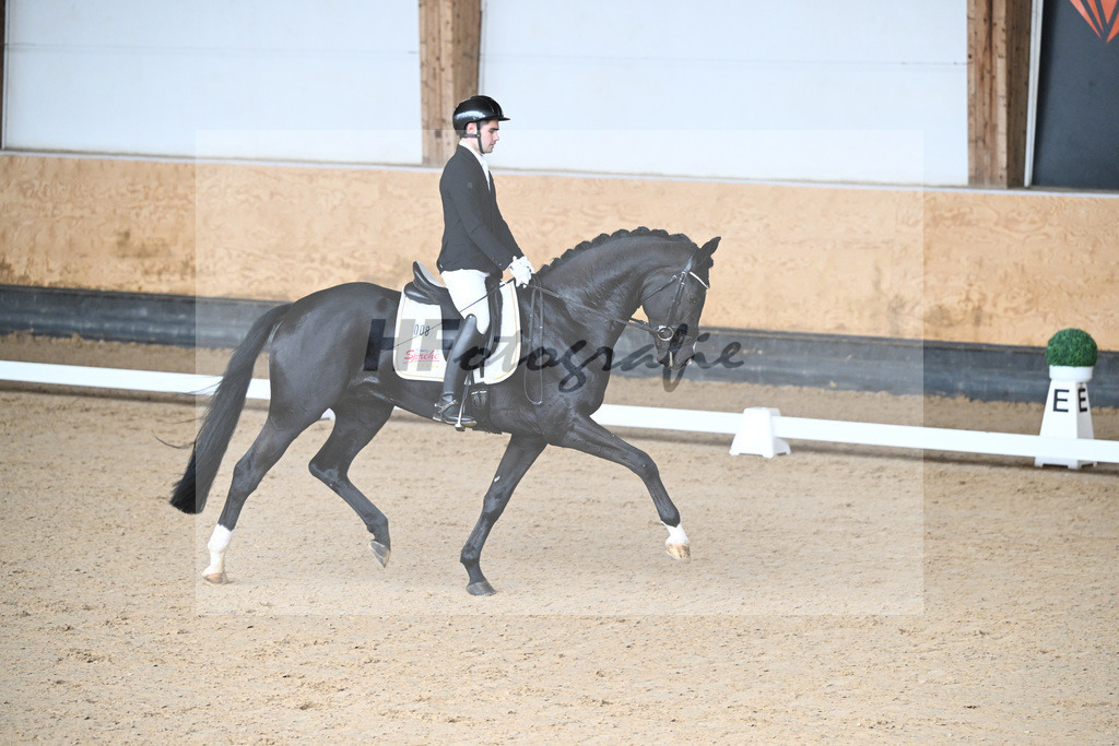 Kat-Nr. 8 Latinum v. Le Formidable_Gestuet Sprehe_5240069 | hf-fotografie - Realisiert mit Pictrs.com