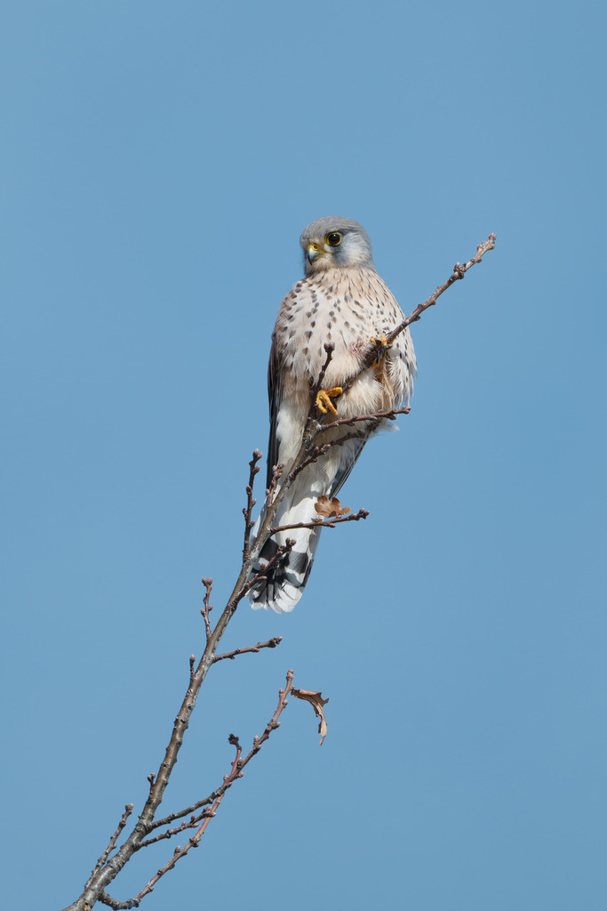 Turmfalke | Simone Sonderegger Photography