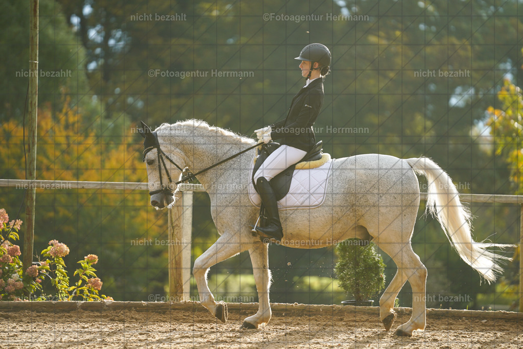 20221008-FAH00799 | Diessen am Ammersee, 2022, Dressur- und Springturnier, Reitsportbilder, Turnierfotografen Bayern, Pferdefotografen, Fotoagentur Herrmann, Turnierbilder