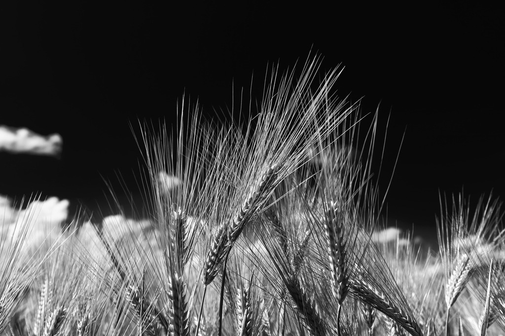 2024_05_26_GETREIDEFELD_MCP9242 sw | Hochwertig gedruckte Fotografien für die Wand, als Kalender und zum Verschenken. Hamburg & Norddeutschland und überall wo ich mit der Kamera unterwegs war.
