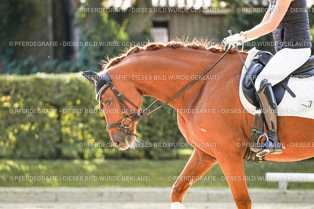 DSC06931 | Pferdegrafie