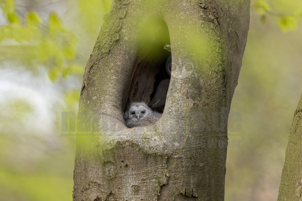 R5NF4199-20230425 | Der Ruf dieser Eulenart ist unverkennbar. Vor allem zur Balzzeit im Herbst und Spätwinter hören wir den unheimlich anmutenden Gesang der Waldkauzmännchen (Strix aluco). Dank seines dichten und samtartigen Gefieders und seiner kammartigen Flügelspitzen kann er nahezu lautlos auf Jagd gehen. Immer auf der Suche nach seiner bevorzugten Beute – Mäusen. - Realisiert mit Pictrs.com