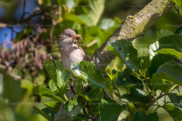 2018112 | Tierfotografie, Tierkalender, Tierbilder, Insekten, Spinnen, Vögel, Schmetterling, Libellen, Leinwand, Colorkey, Qualität, Geschenkartikel, Geschenk - Realisiert mit Pictrs.com