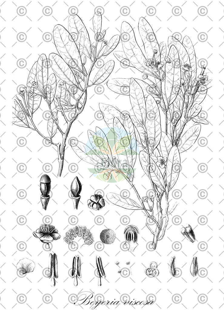 HistAbb_wfo-0000565067_1_ENZY_Simple | Historische Abbildung von Beyeria viscosa - Euphorbiaceae | Historical Illustration of Beyeria viscosa - Euphorbiaceae