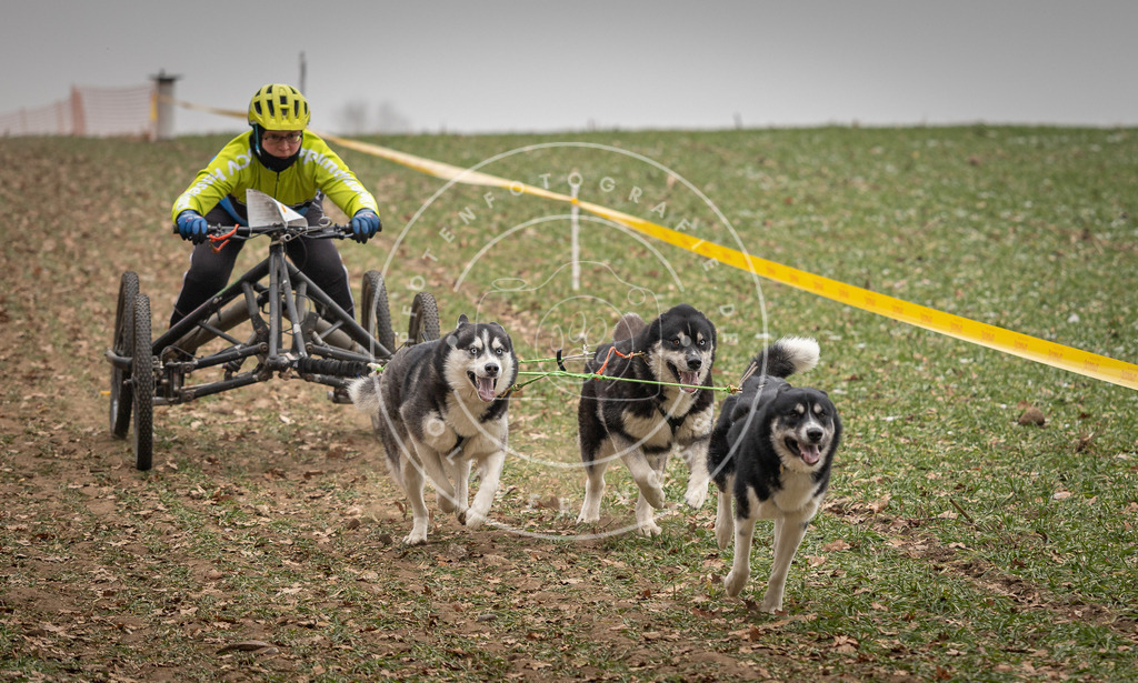 Pfotenfotografie_DV3A4642 | Hundefotografie, Tierfotograf, Pfotenfotografie, Fotoshooting Hund, Hunde Portrait, Hundesport, Hundeportraits, Heideshooting, Hunde, Sportfotograf, Hundefotograf, Turnierhundsport, THS,  - Realisiert mit Pictrs.com