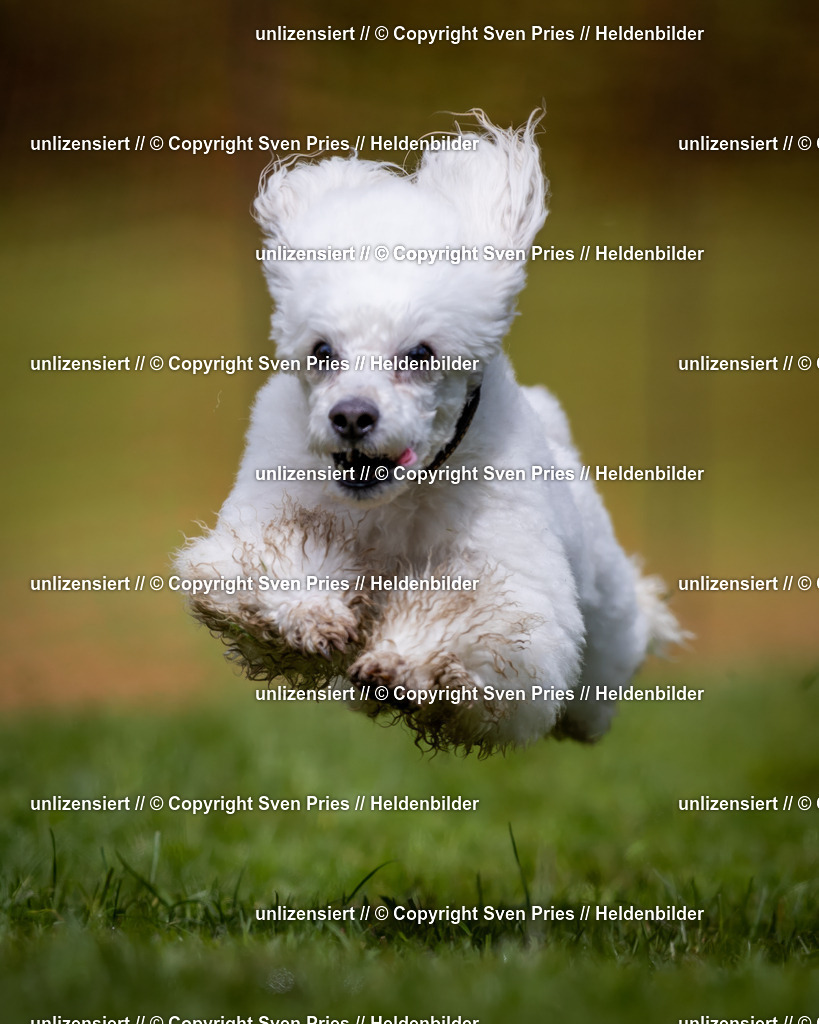 Sven Pries | 2024-04-21 - Hunderennen Baden-Oos
Foto: Sven Pries - Realisiert mit Pictrs.com